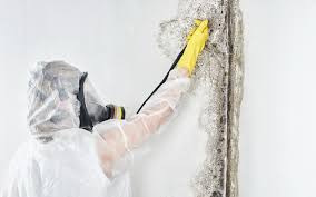 Ventnor City, NJ Mold Remediation Company